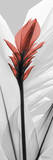 Curcuma Red With Black and White