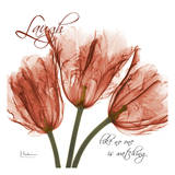 Royal Red Tulip, Laugh