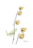 Buy Chinese Lantern at AllPosters.com