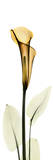 Calla Lily in Gold