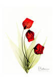 Sandersonia in Red