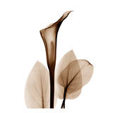 Buy Calla Lilly in Sienna at AllPosters.com