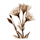 Gentian in Sienna