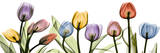 Buy Colorful Tulip Scape at AllPosters.com