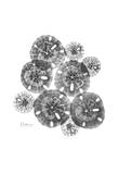 Beach Sand Dollar Arrangement