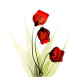 Sandersonia in Red