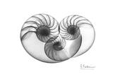 Nautilus Triplet