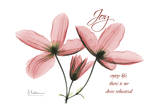 Buy Clematis, Joy at AllPosters.com