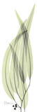 Buy Eucalyptus in Green II at AllPosters.com