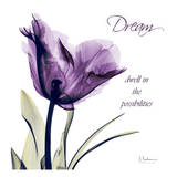 Buy Tulip Dream at AllPosters.com