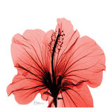 Close Up of Red Beauty