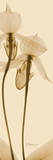 Buy Orchid Brown on Beige II at AllPosters.com