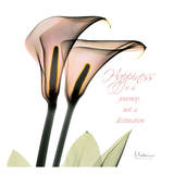 Callas Happiness