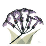 Purple Stephanotis Close Up