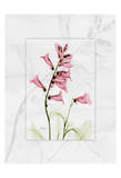 Foxglove in Color