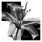 Lily Black and White on Squares