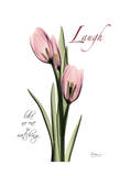 Tulip in Pink, Laugh