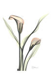 A Gift of Calla Lily