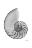 Nautilus Single