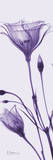 Gentian in Purple