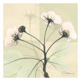 Wild Cherry