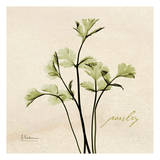 Parsley in Bloom