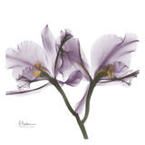Buy Orchid in Purple at AllPosters.com