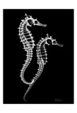 Buy Sea Horse Twins on Black at AllPosters.com