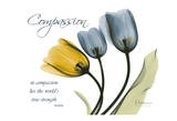 Tulip, Compassion