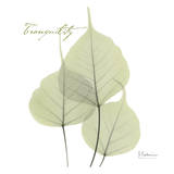 Buy Bo Tree Tranquility at AllPosters.com