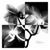 Orchid Black and White on Squares