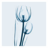 Buy Tulip in Blue at AllPosters.com