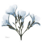 May Flowers