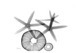 Starfish And Sea Urchin Arrangement
