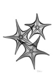 Star Fish Triple in Black and White