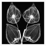 Buy Quad of Leaves Black and White at AllPosters.com