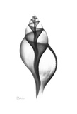 Tulip Shell in Black and White