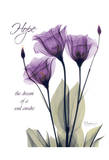 Purple Tulip, Hope