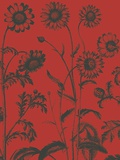 Chrysanthemum, no. 9