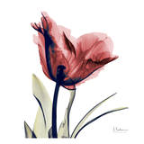 Buy Single Tulip in Red at AllPosters.com