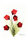 Sandersonia in Red II