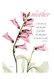 Pink Spring Foxglove, Mother