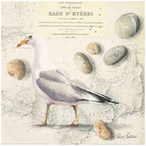 Mouette Galets Hyères