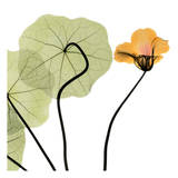 Buy Nasturtium Close Up at AllPosters.com