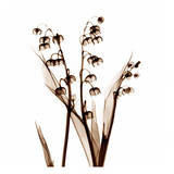 Lily of The Valley in Sienna