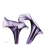 Buy Violet Calla Twins at AllPosters.com