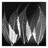 Japanese Fern Black and White