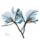 Orchids in Blue
