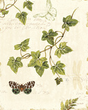 Ivies and Ferns II