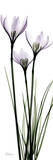 White Rain Lily in Lavender